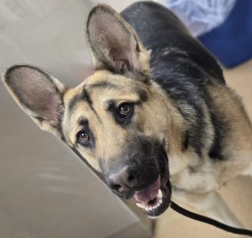 Breadstick, a German Shepherd (mix breed), available for adoption