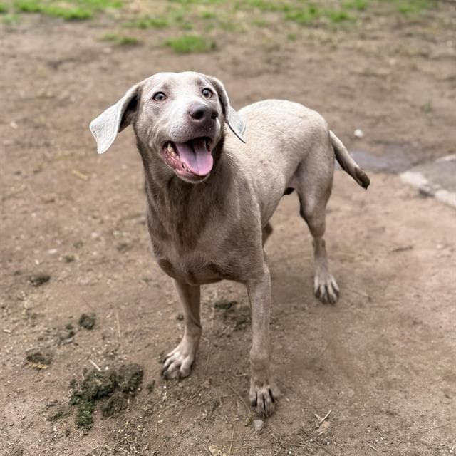 Champagne, a Weimaraner, available for adoption