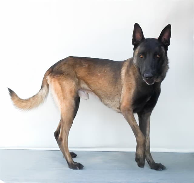 Al, a Belgian Shepherd Malinois, available for adoption