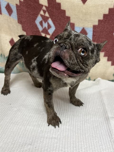 A5789209, a French Bulldog, available for adoption