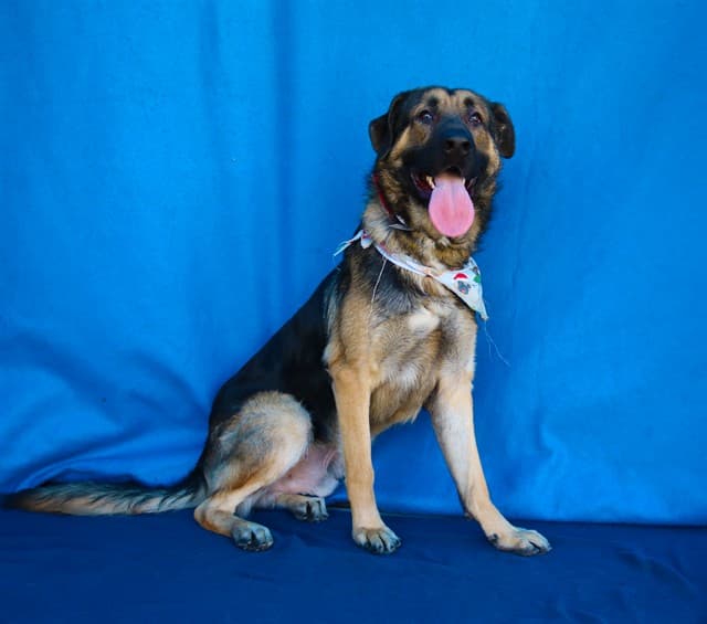 Mr Freeze, a German Shepherd, available for adoption