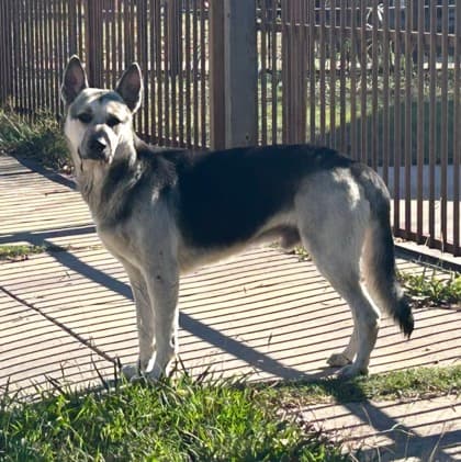 Watson, a German Shepherd, available for adoption