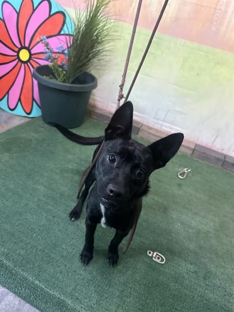 Anubis, a Terrier, available for adoption