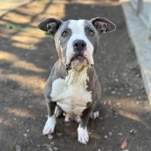 Sylvie, a Pit Bull Terrier, available for adoption