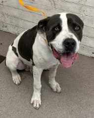 Otis, a Pit Bull Terrier, available for adoption