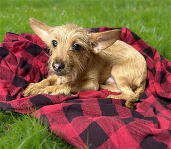 Polo, a Yorkshire Terrier Yorkie, available for adoption