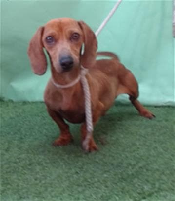 A5739604, a Dachshund, available for adoption
