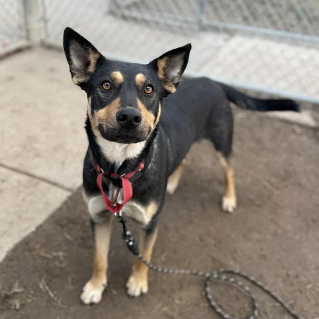 Tobago, a Australian Kelpie, available for adoption