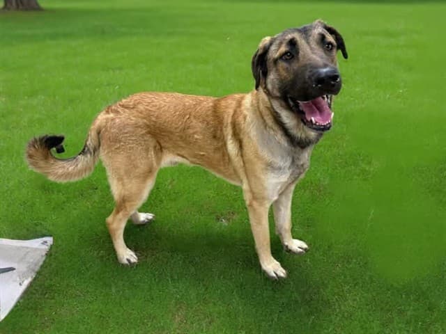 Jasper, a Anatolian Shepherd, available for adoption