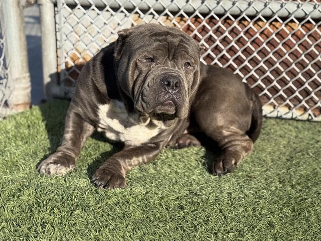 Arlo, a American Staffordshire Terrier, available for adoption