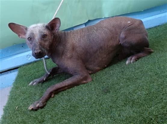 Satanas, a Xoloitzcuintle/Mexican Hairless, available for adoption