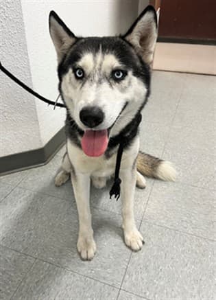 Bruno, a Siberian Husky, available for adoption