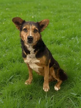 Ryder, a German Shepherd, available for adoption