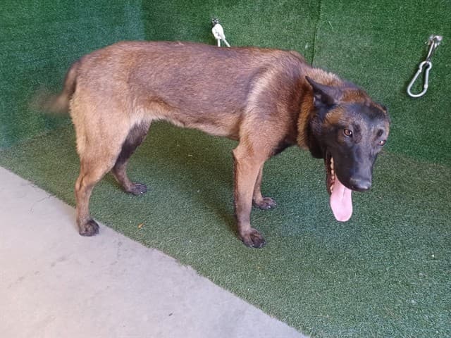 Milly, a Belgian Shepherd Malinois, available for adoption