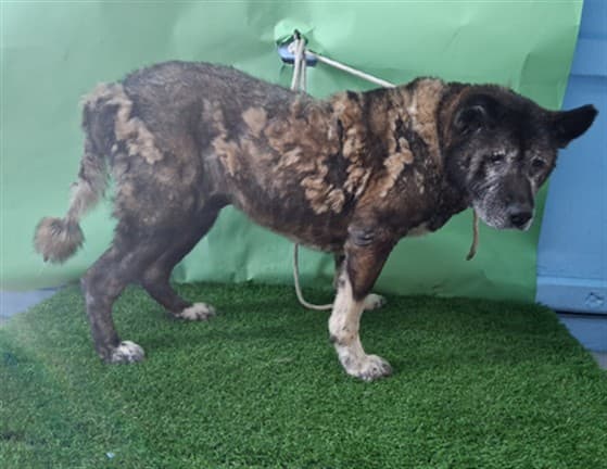 Nena, a Akita, available for adoption