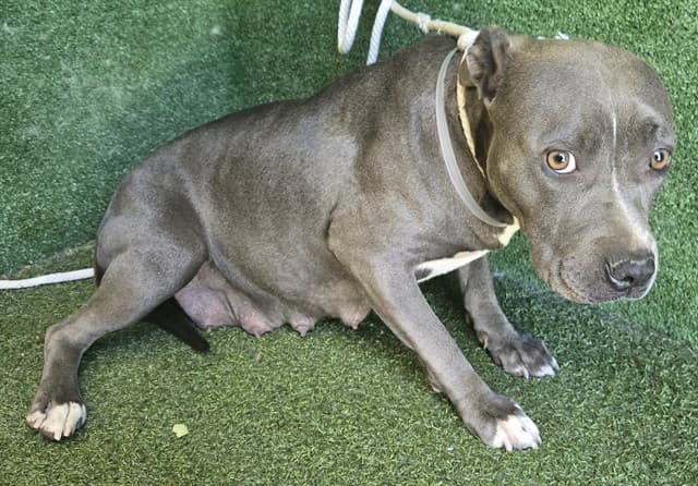 Kiara, a Pit Bull Terrier, available for adoption