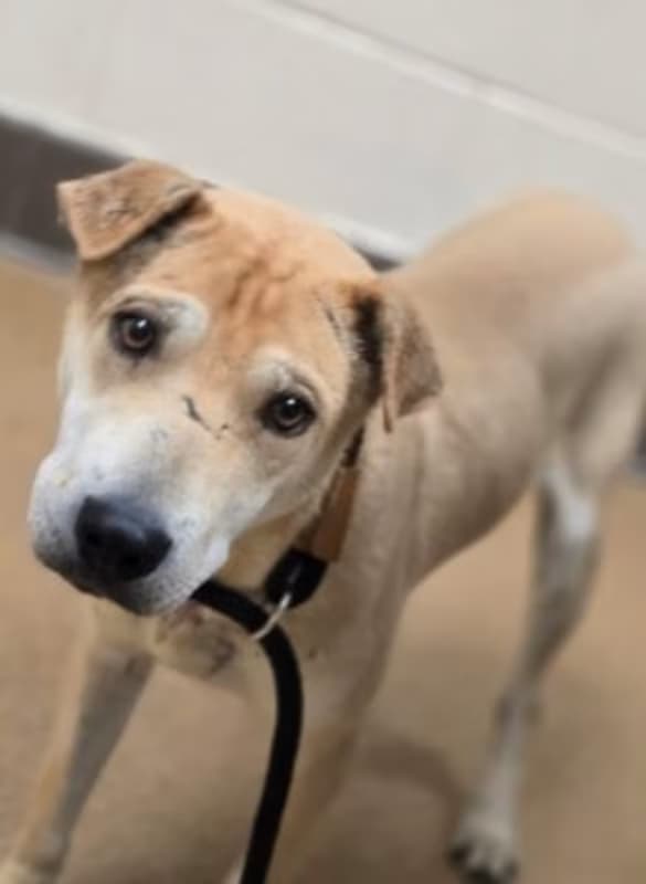 Viejo, a Shar Pei, available for adoption