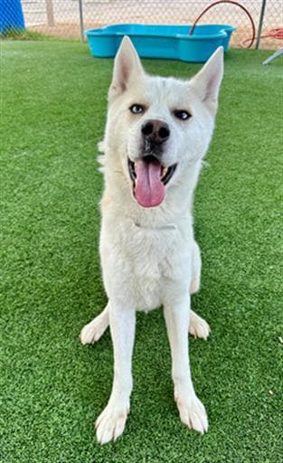 Castiel, a Alaskan Malamute, available for adoption