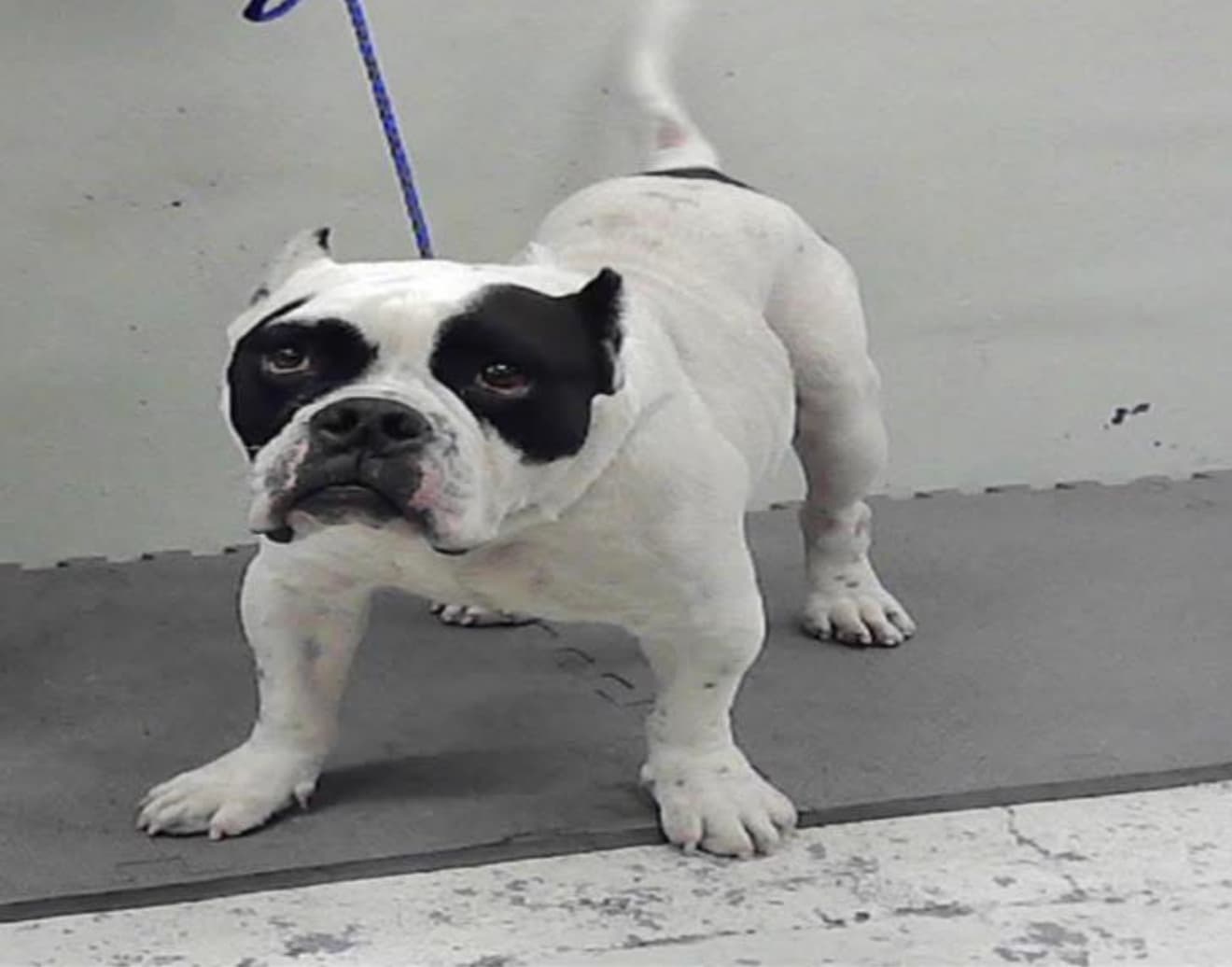 Batman, a American Staffordshire Terrier, available for adoption