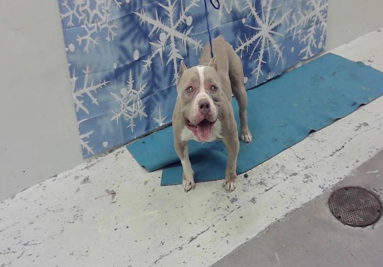 Zoey, a American Staffordshire Terrier, available for adoption