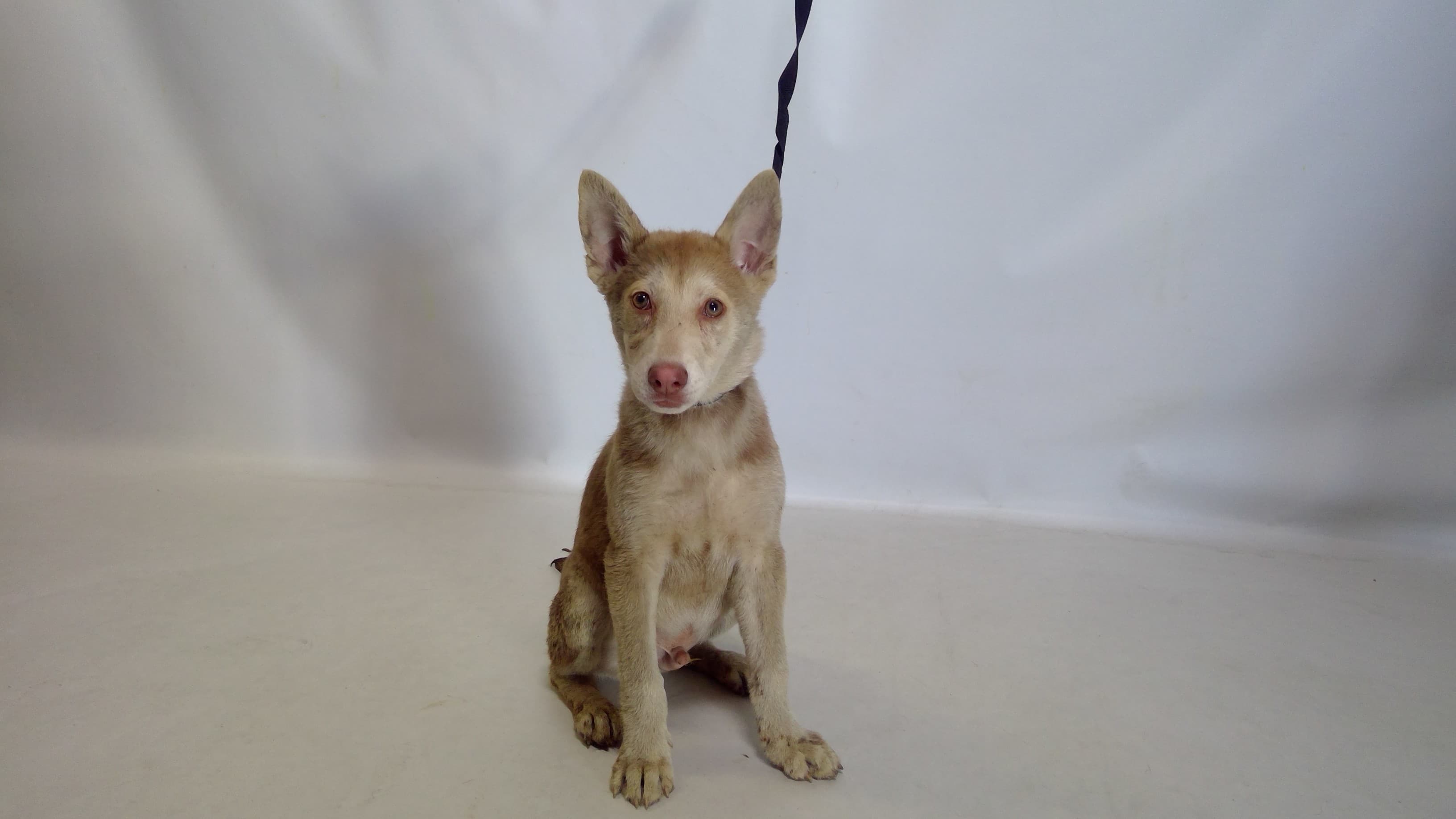 26-05239, a Husky (mix breed), available for adoption