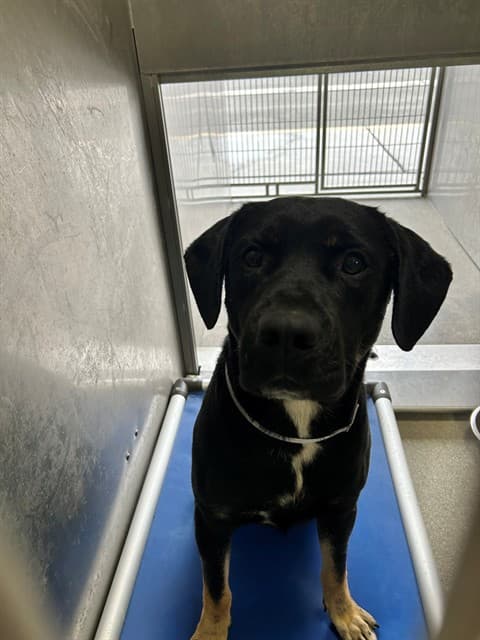 Marty, a Pit Bull Terrier, available for adoption