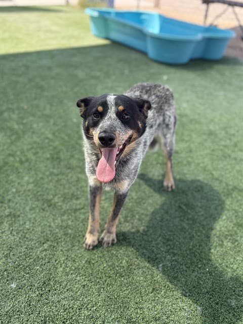 Luna, a Australian Cattle Dog/Blue Heeler, available for adoption