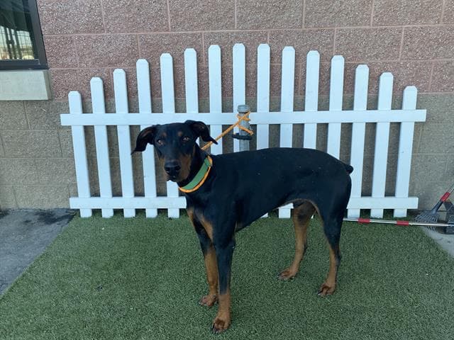 Simba, a Doberman Pinscher, available for adoption