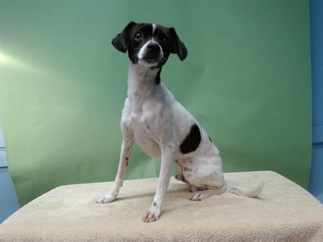A5743453, a Terrier, available for adoption