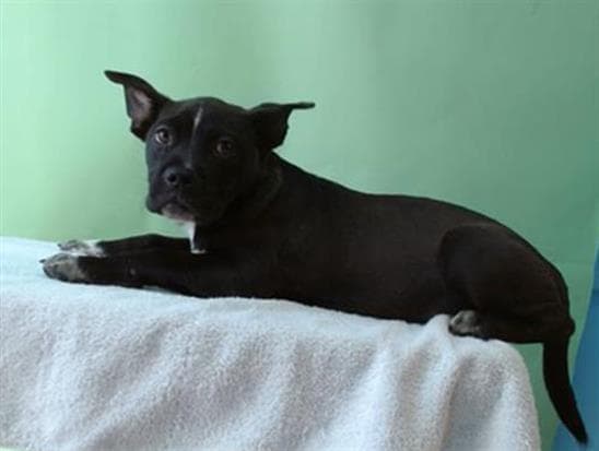 Trippie, a Cane Corso Mastiff, available for adoption