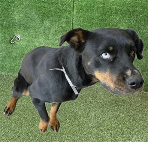 Kristen, a Rottweiler, available for adoption