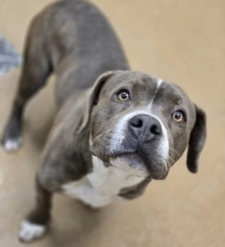 Pollo, a Pit Bull Terrier, available for adoption