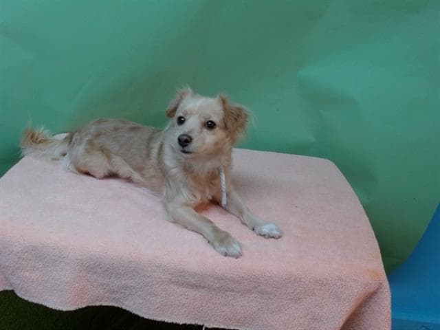 Noelie, a Chihuahua, available for adoption