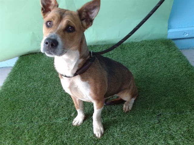 Army, a Terrier, available for adoption