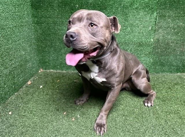 Chunky, a Pit Bull Terrier, available for adoption