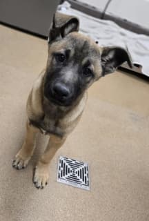 Duke, a Belgian Shepherd Malinois (mix breed), available for adoption