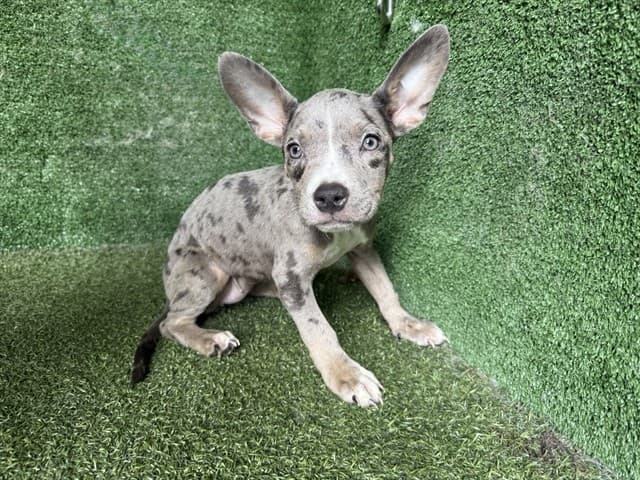 A5788918, a French Bulldog, available for adoption