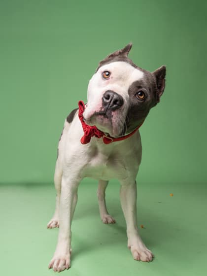 Diavolo5, a Pit Bull Terrier, available for adoption
