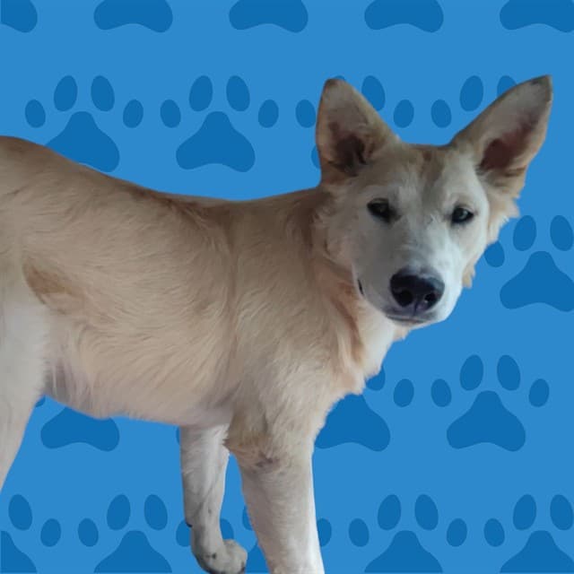 Fatima, a German Shepherd, available for adoption