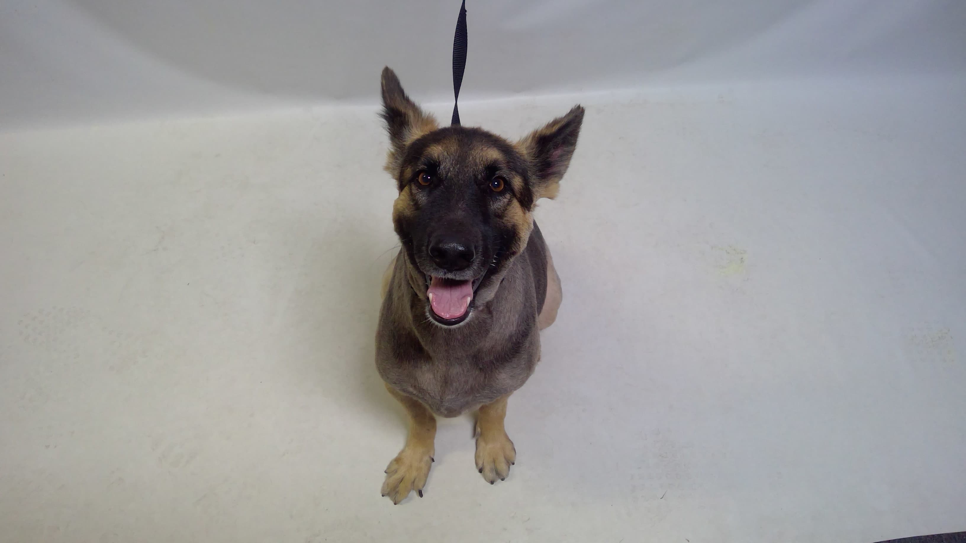 26-05246, a German Shepherd, available for adoption