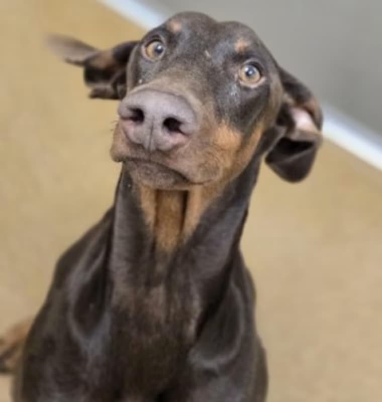Noodle, a Doberman Pinscher, available for adoption