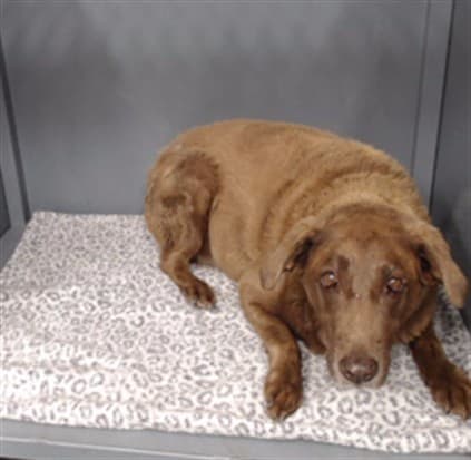 Gracie, a Labrador Retriever, available for adoption
