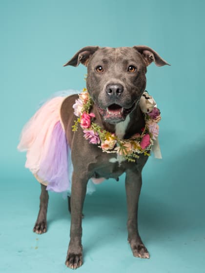 Love, a Terrier, available for adoption