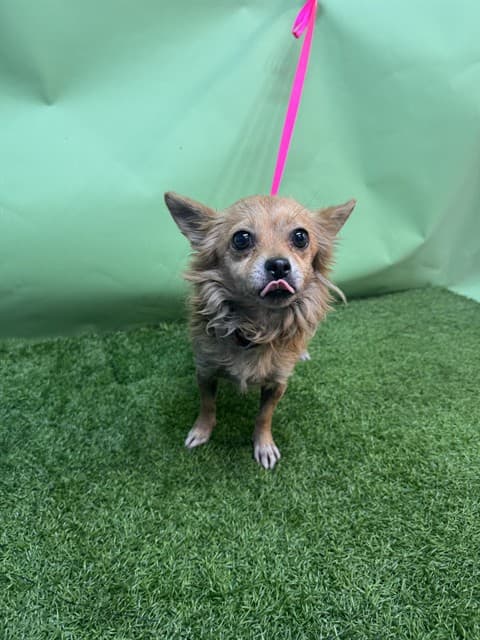 Nyla, a Chihuahua, available for adoption