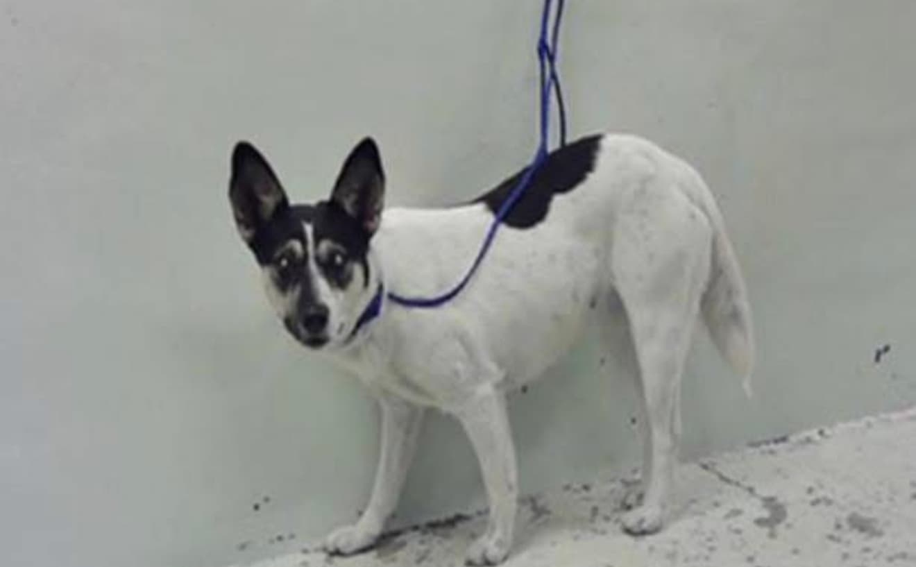 A2045757, a Australian Kelpie, available for adoption