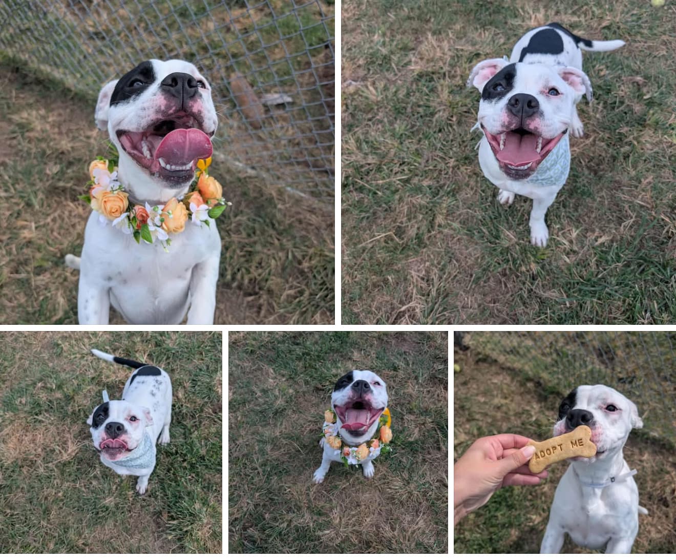 Minnie, a American Staffordshire Terrier, available for adoption