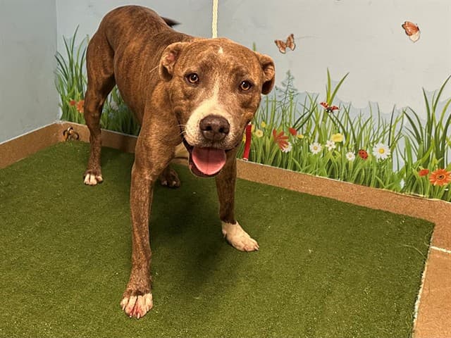 Chuck, a Pit Bull Terrier, available for adoption
