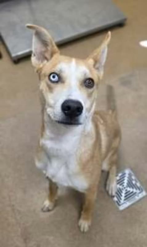 Blue, a Husky (mix breed), available for adoption