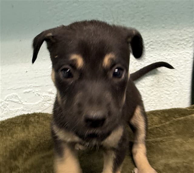 Lydia, a Alaskan Malamute, available for adoption