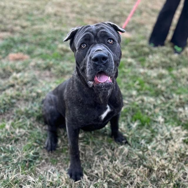 Katniss, a Cane Corso Mastiff, available for adoption